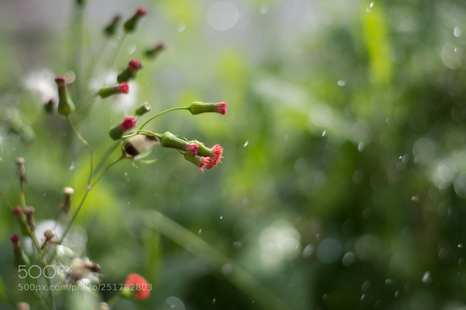 Nikon D7100 sample photo. Abstract nature after rain photography