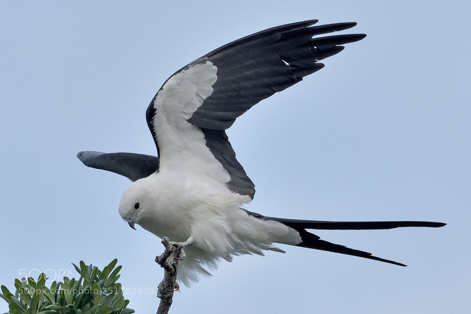 Nikon D7200 sample photo. Swallowtail kite photography