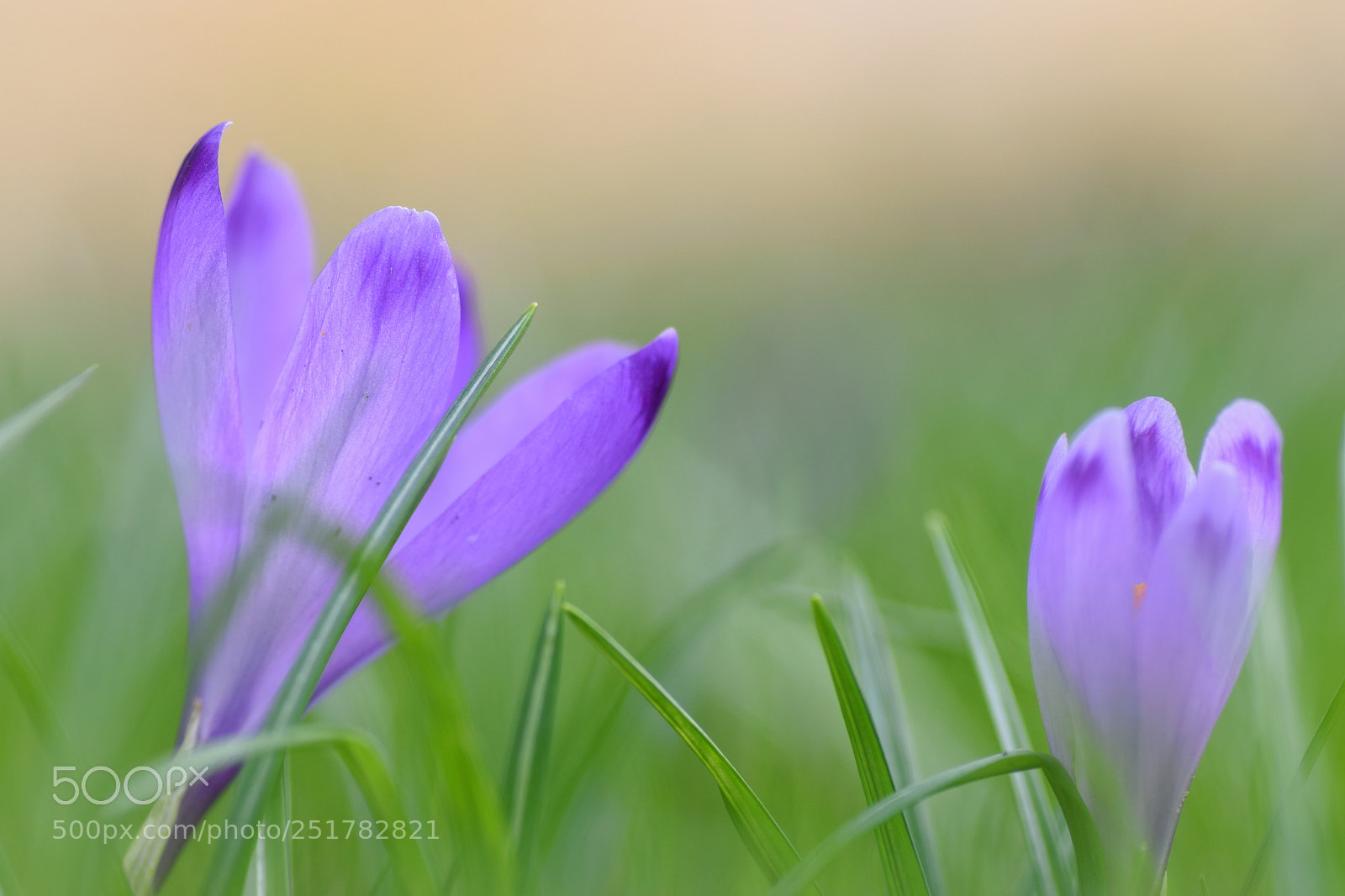 Nikon D3300 sample photo. Crocus 2018 photography