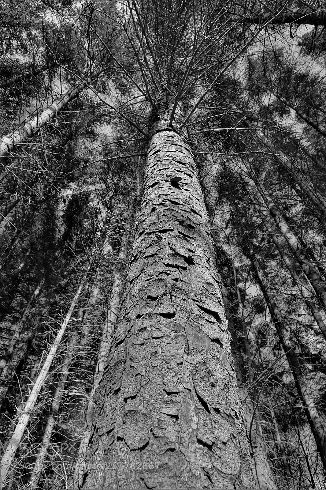 Sony Cyber-shot DSC-RX10 sample photo. Tall tree photography