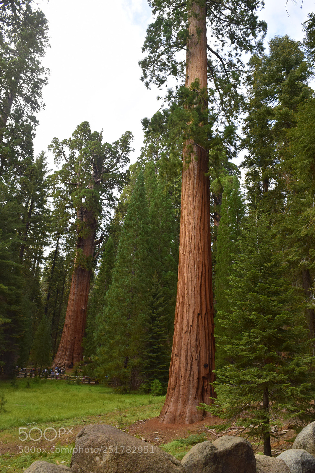 Nikon D5300 sample photo. Tallest trees in the photography