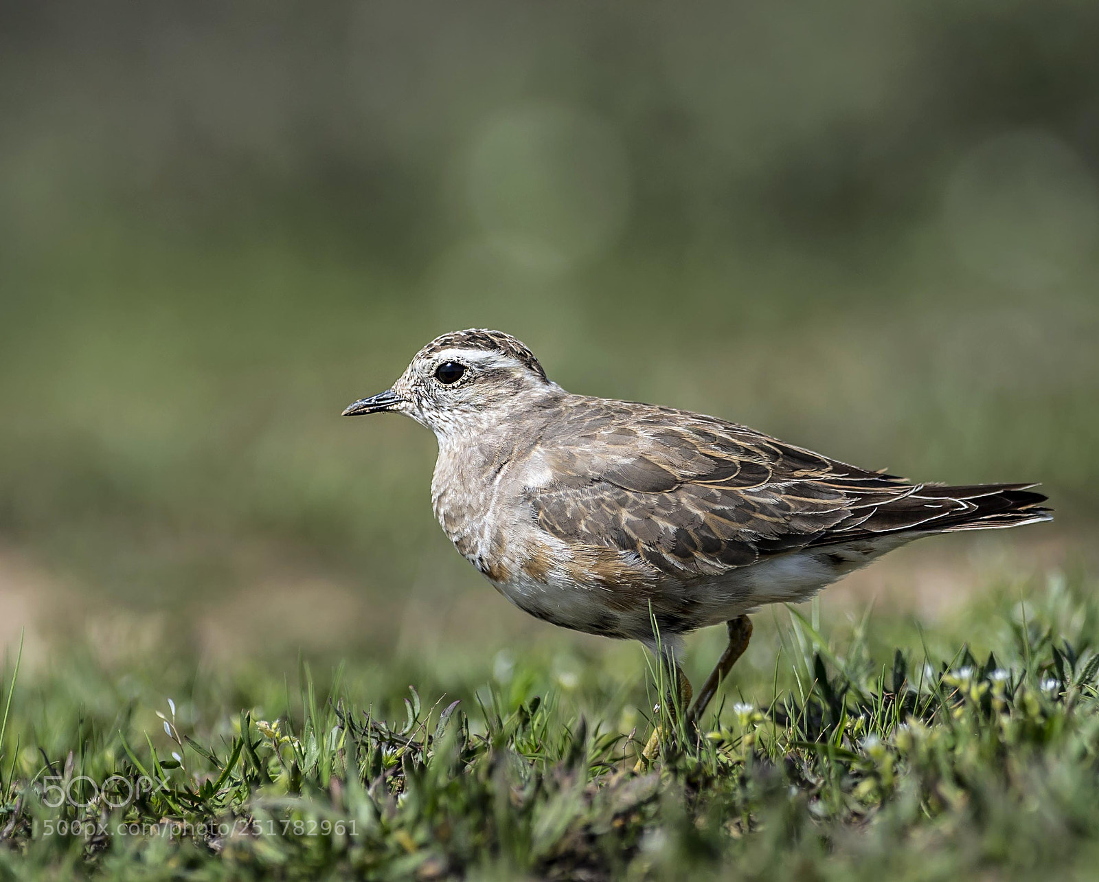 Nikon D5 sample photo. Eurasian dotterel photography