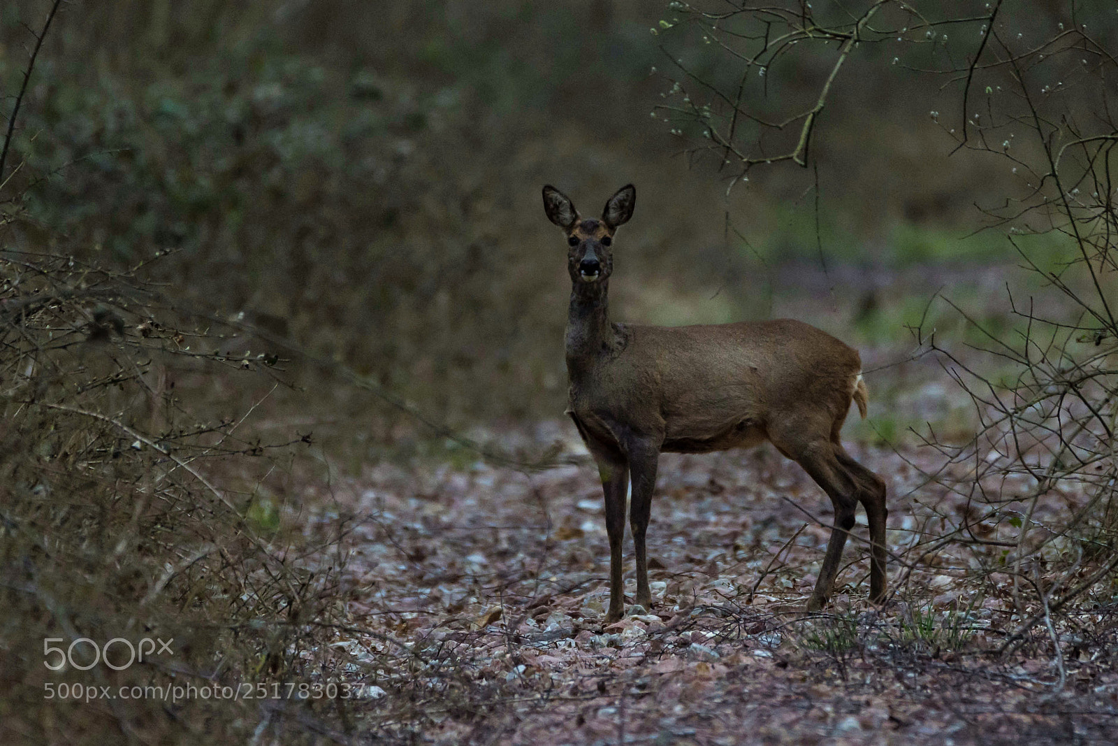 Nikon D7200 sample photo. A roe deer in photography