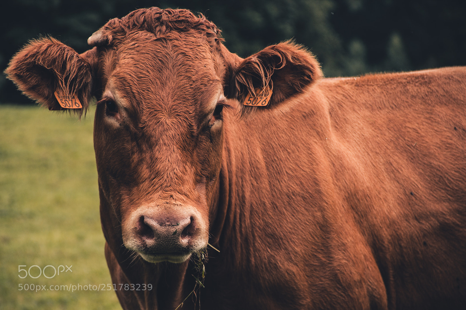 Canon EOS 600D (Rebel EOS T3i / EOS Kiss X5) sample photo. Beautiful cow photography