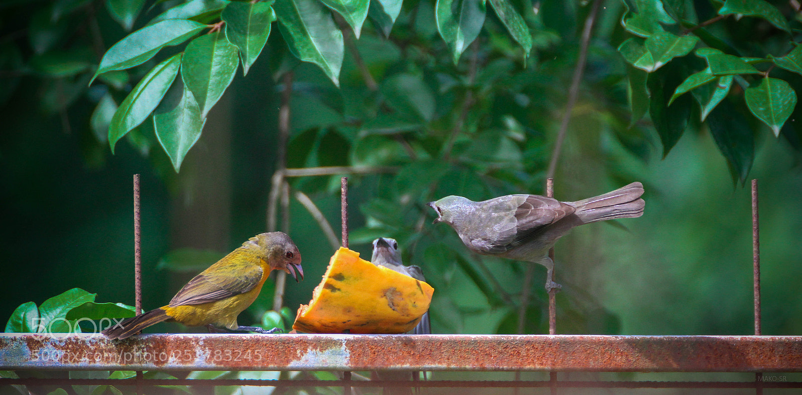 Canon EOS 7D sample photo. Cope's wildlife garden y photography