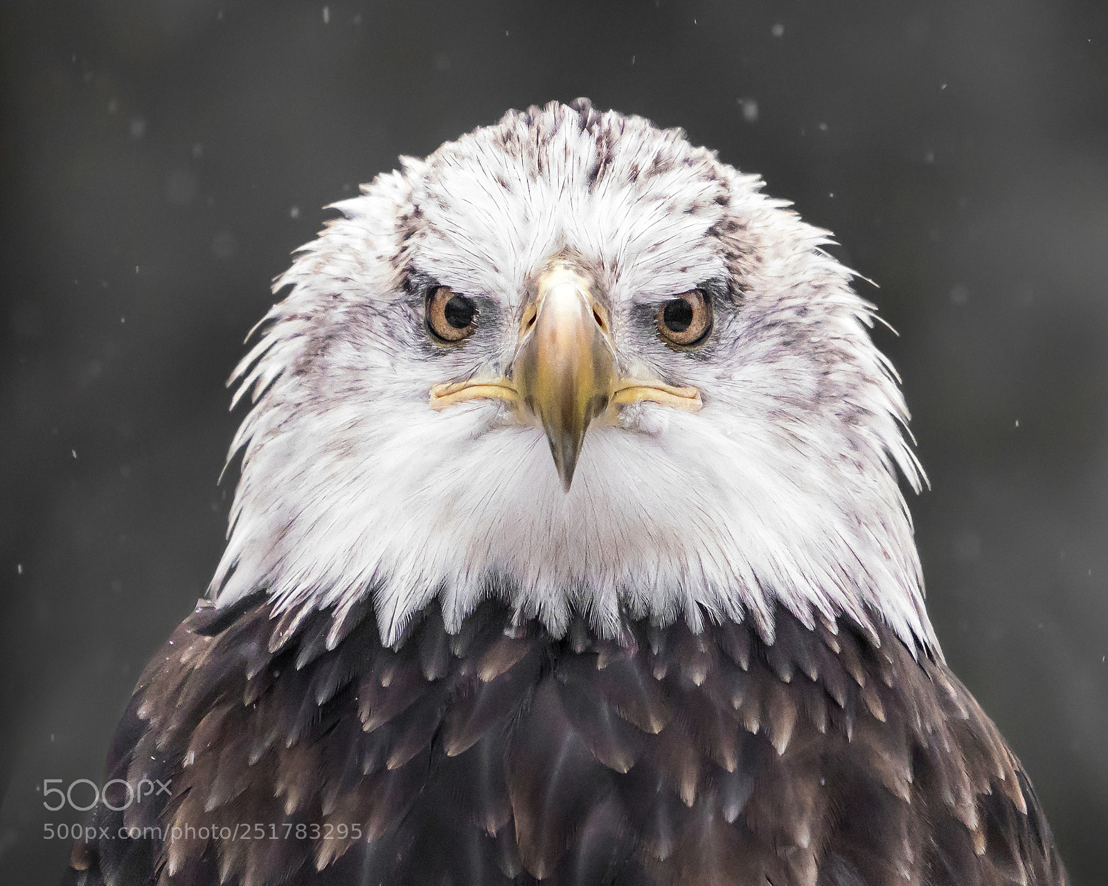 Sony a7R III sample photo. Bald eagle xix photography
