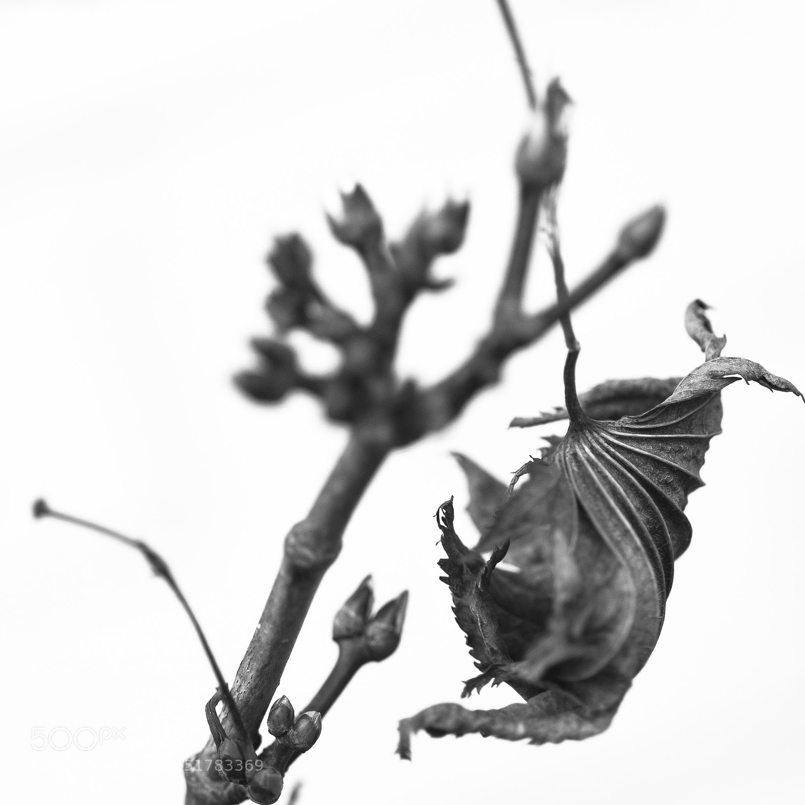 Nikon D90 sample photo. Autumn to spring photography
