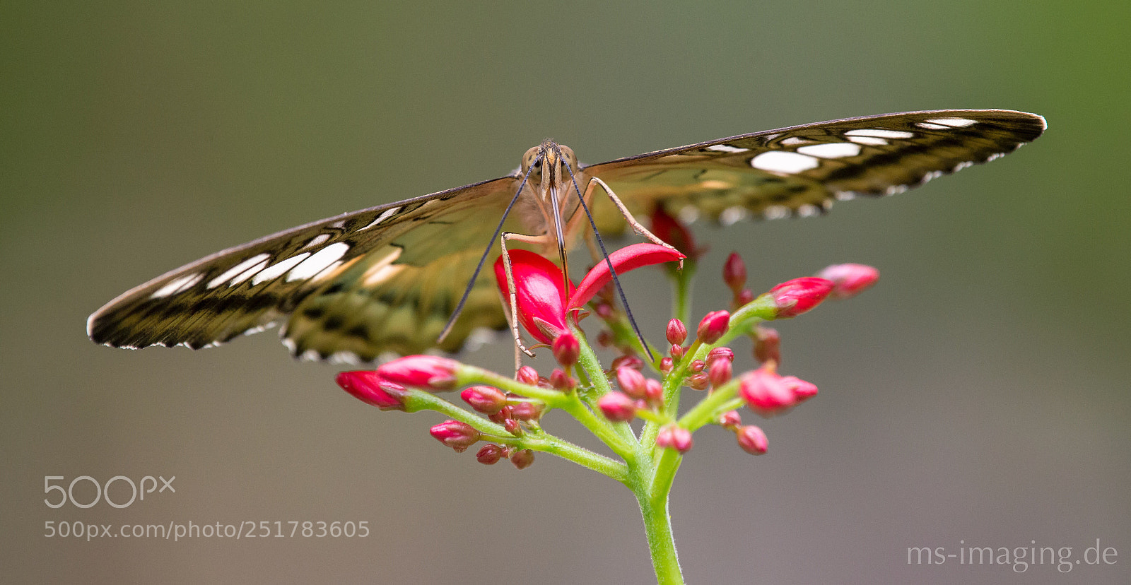 Nikon D610 sample photo. Butterfly photography
