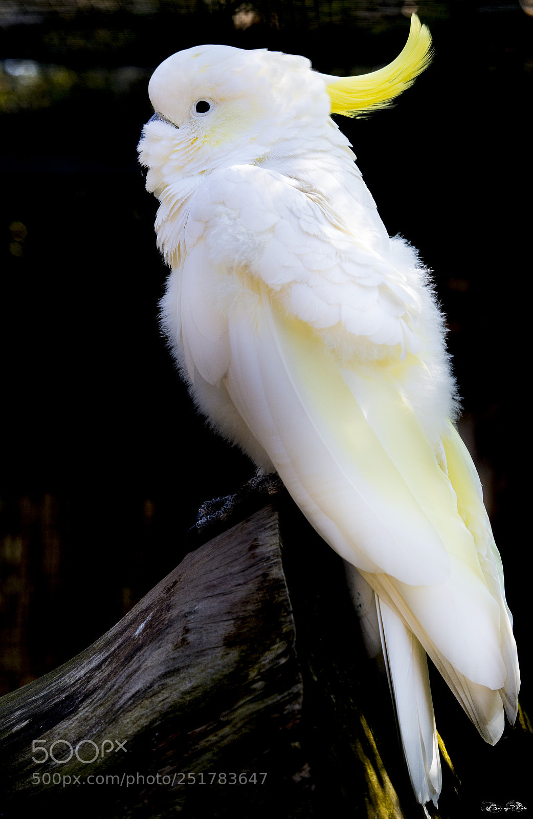 Nikon D600 sample photo. Cacatoès à huppe jaune photography