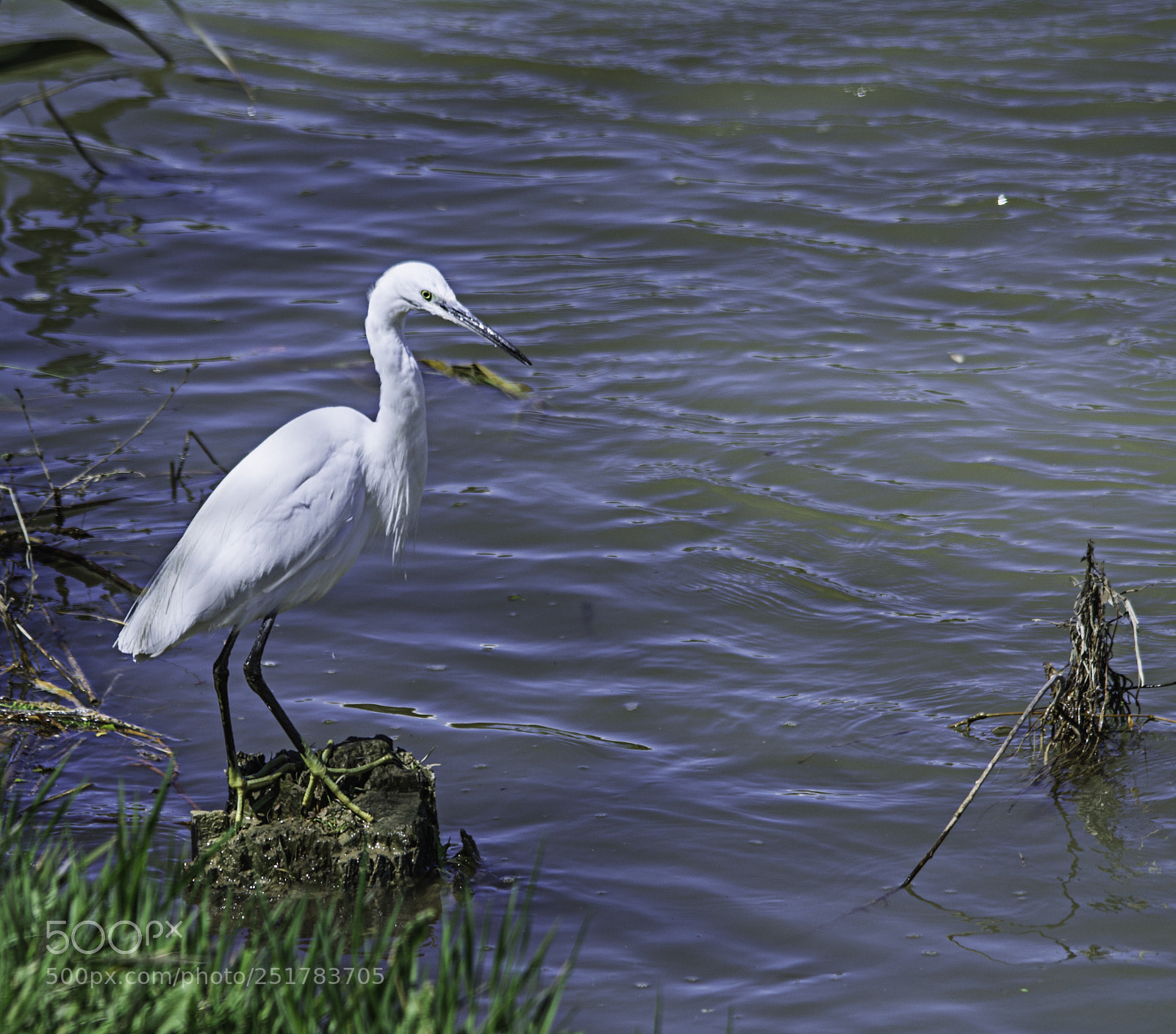 Nikon D7100 sample photo. Ardea alba photography