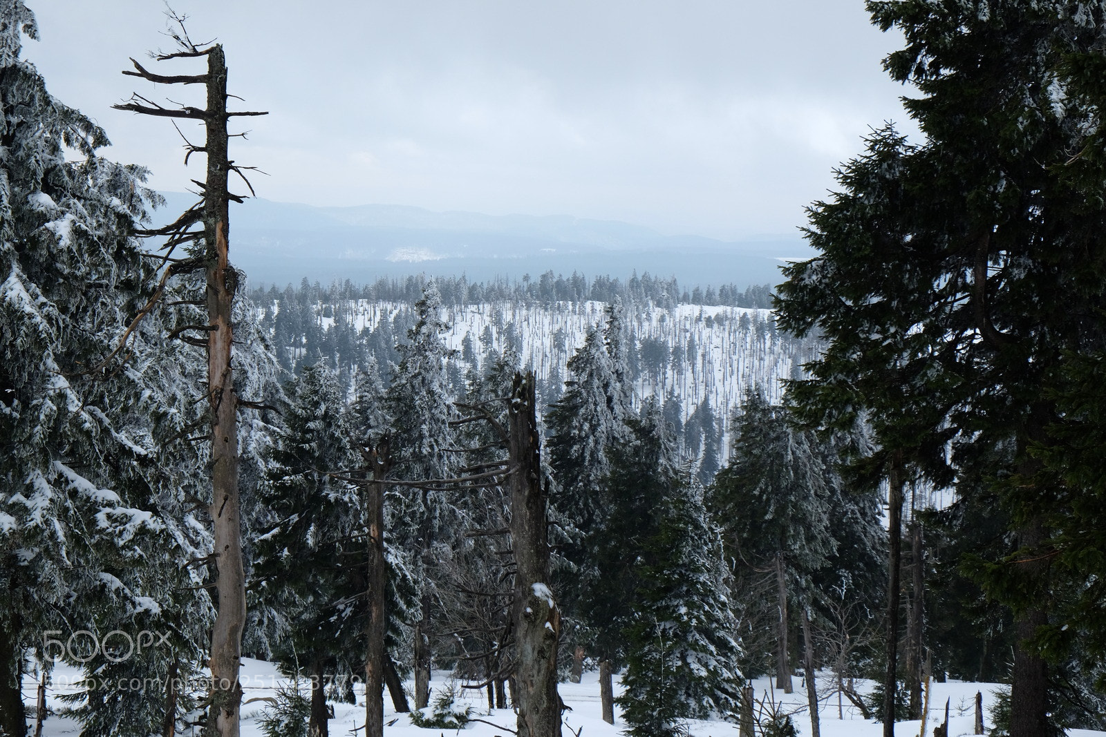 Fujifilm X-E2 sample photo. Winterwald photography