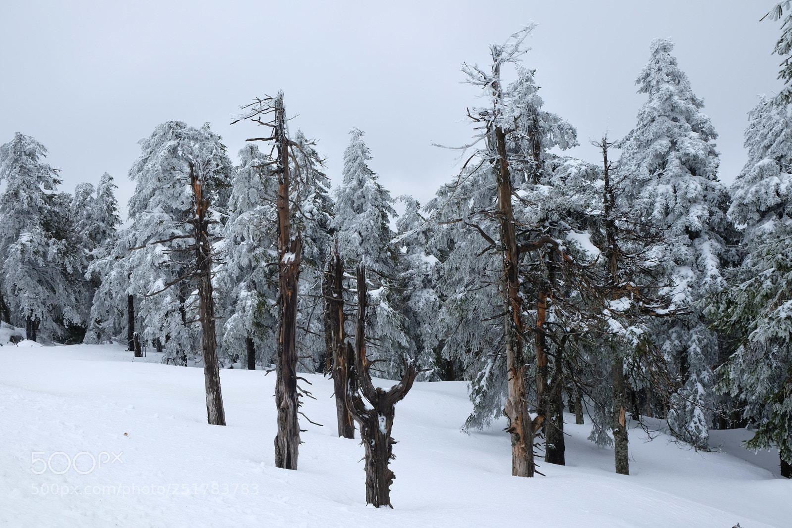 Fujifilm X-E2 sample photo. Baumgerippe im schnee photography