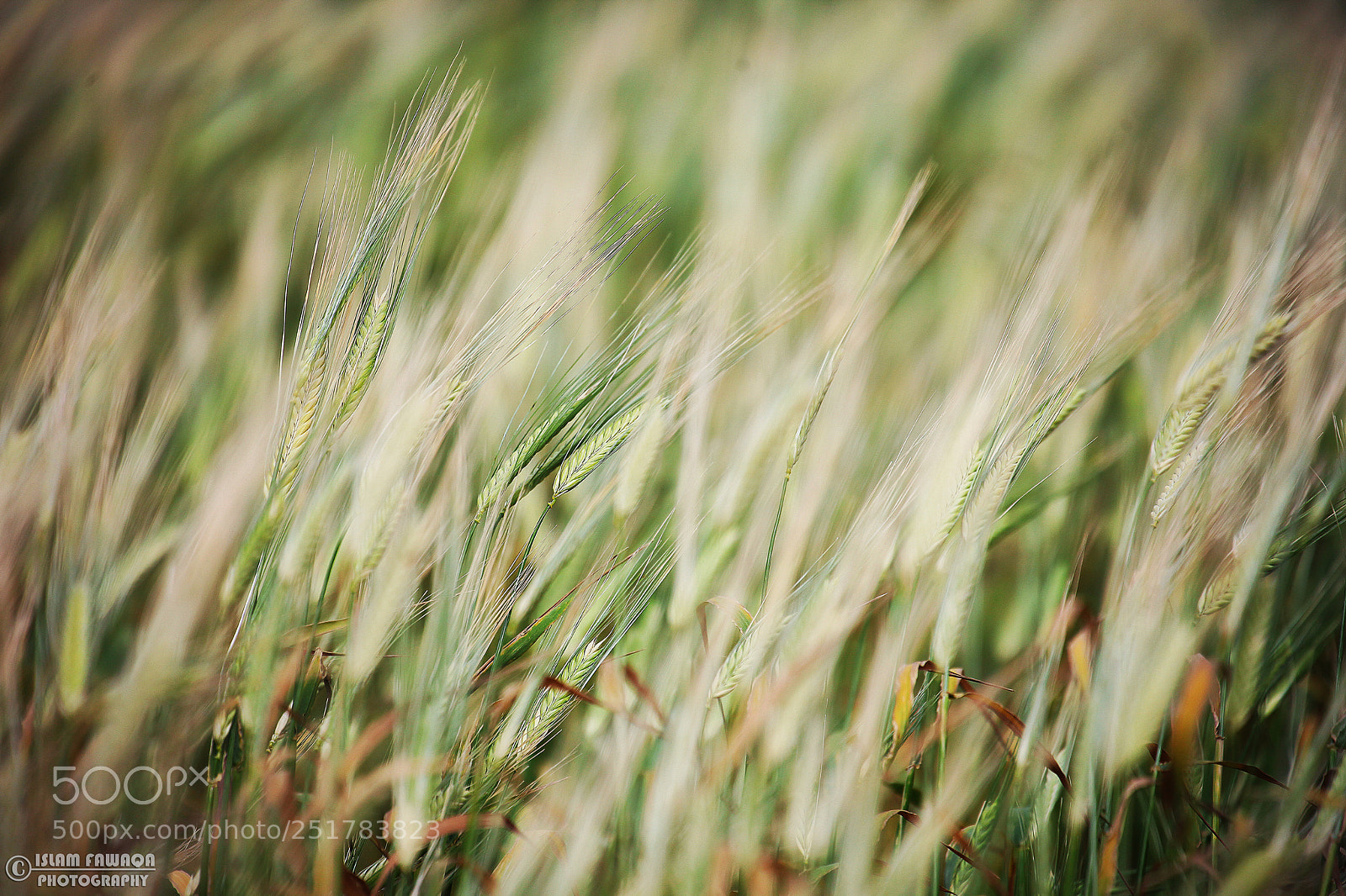 Canon EOS 5D Mark II sample photo. سنابل القمح photography