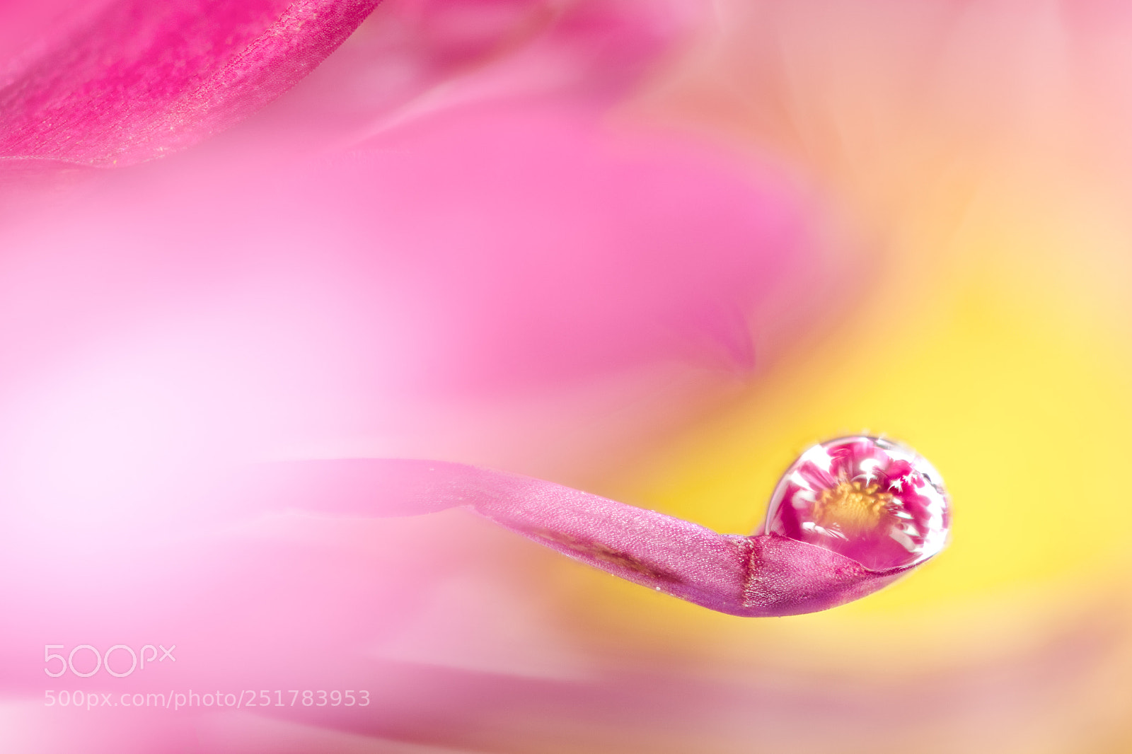 Nikon D4S sample photo. Water drop photography