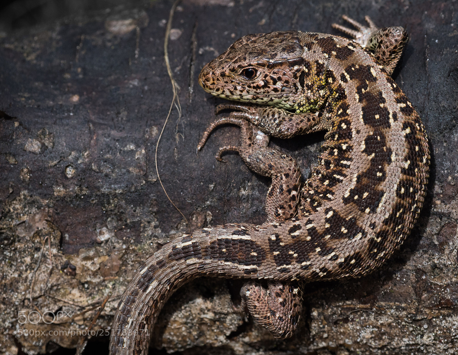 Olympus OM-D E-M1 Mark II sample photo. Sand lizard (lacerta agilis) photography