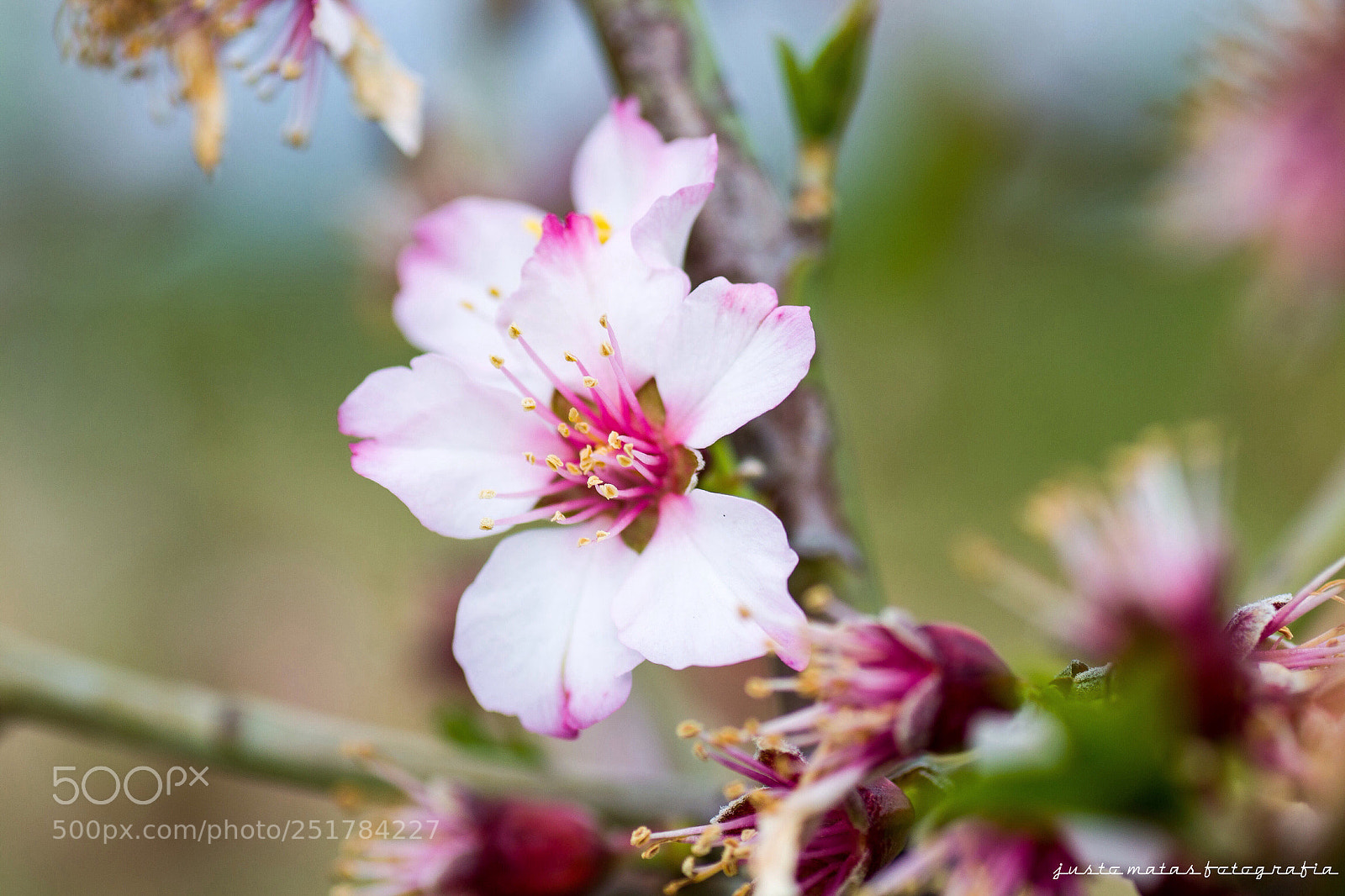 Nikon D3100 sample photo. Llega la primavera. flor photography