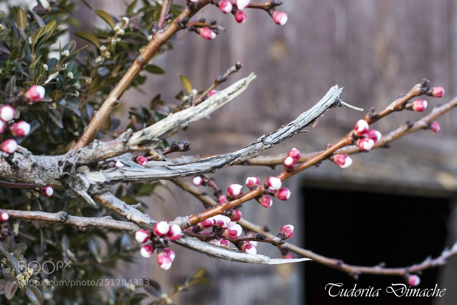 Nikon D7100 sample photo. Spring photography