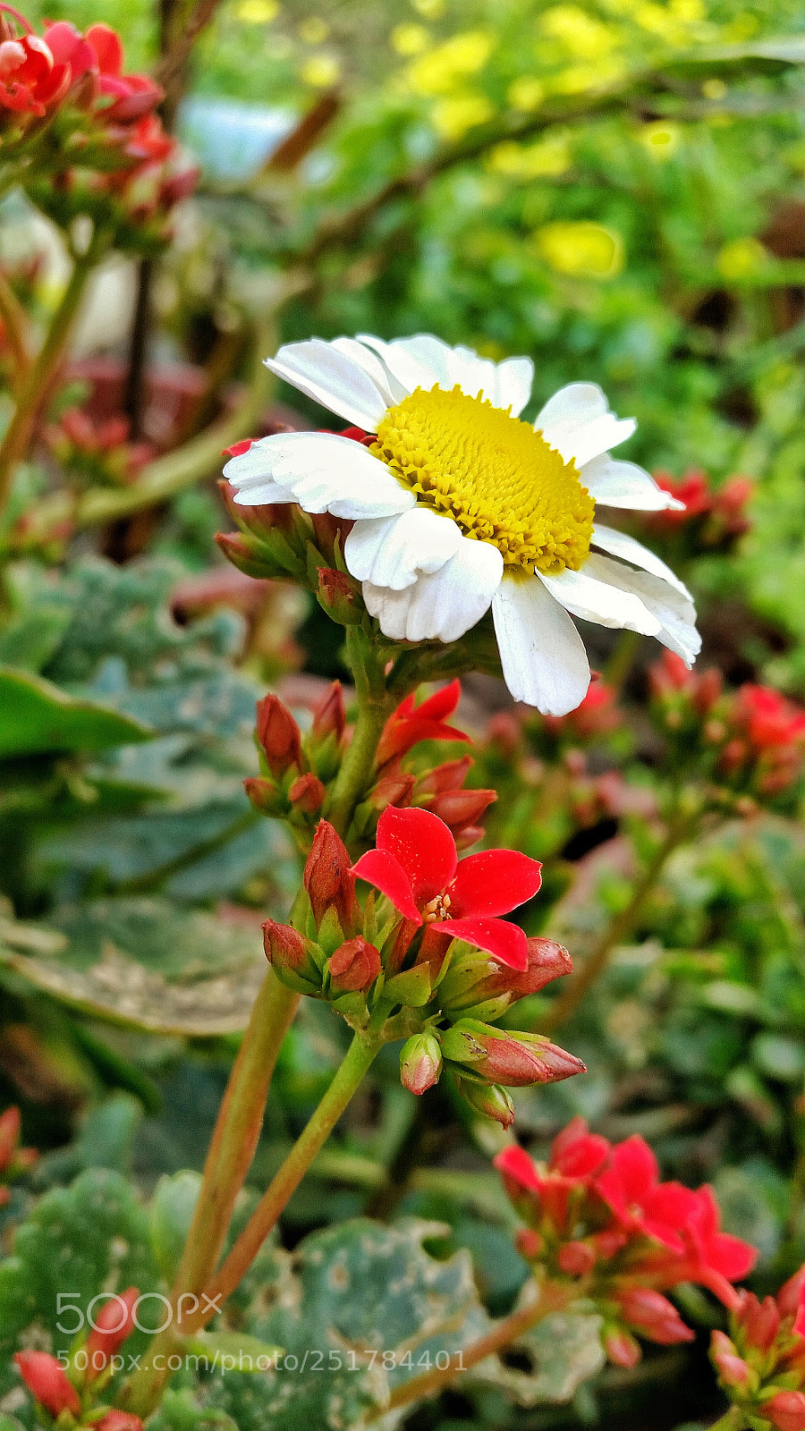 Samsung Galaxy S5 sample photo. Flower photography