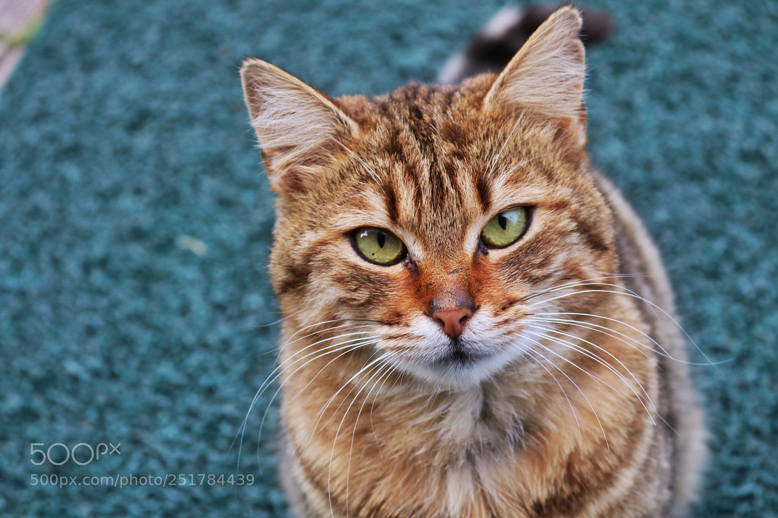 Canon EOS 750D (EOS Rebel T6i / EOS Kiss X8i) sample photo. Untitled photography