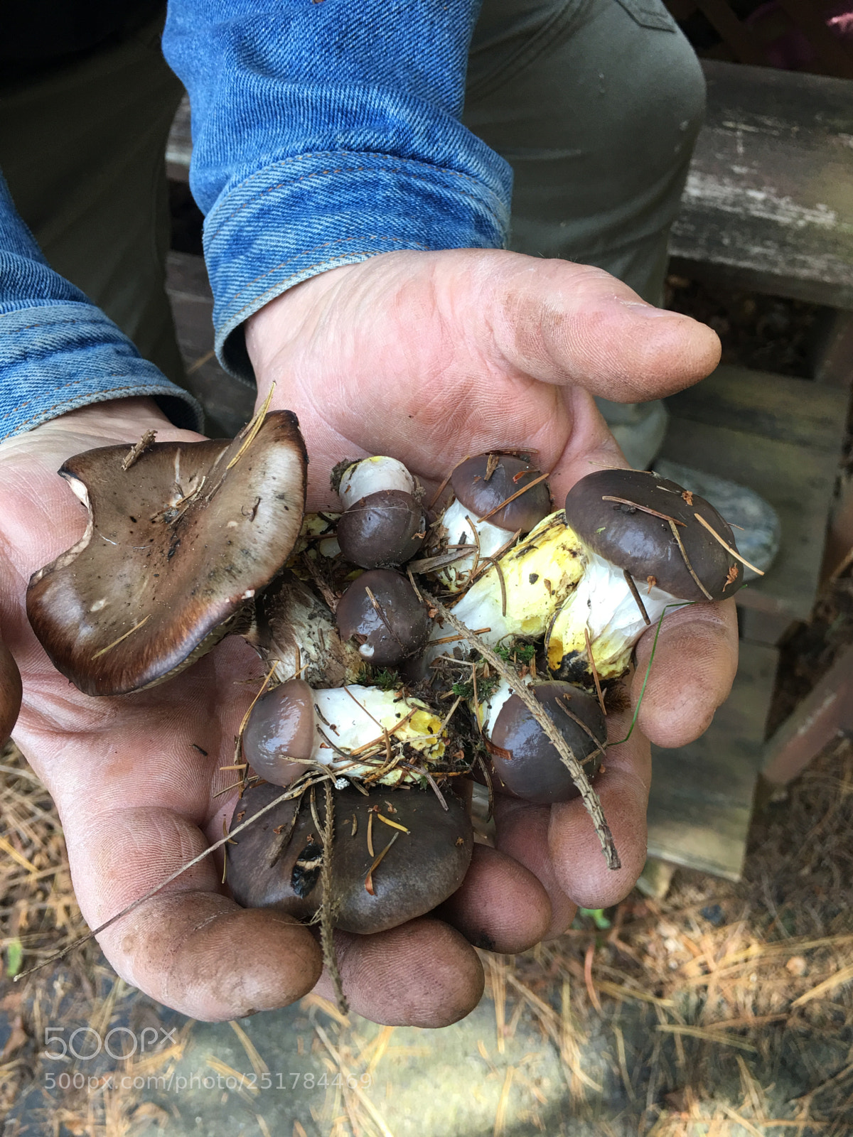 Apple iPhone 6s Plus sample photo. Mushrooms photography