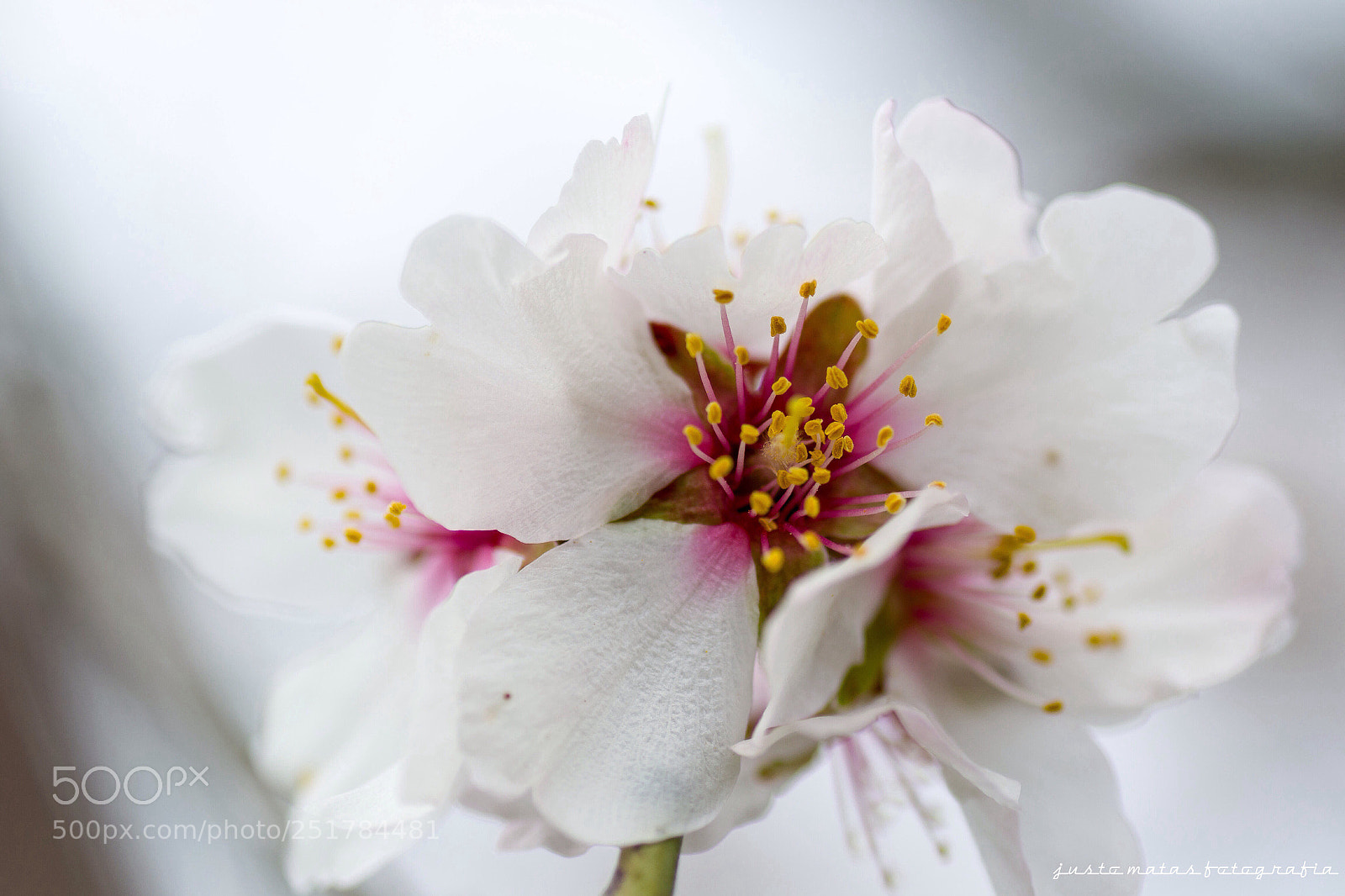 Nikon D3100 sample photo. Primavera. flor de almendro photography