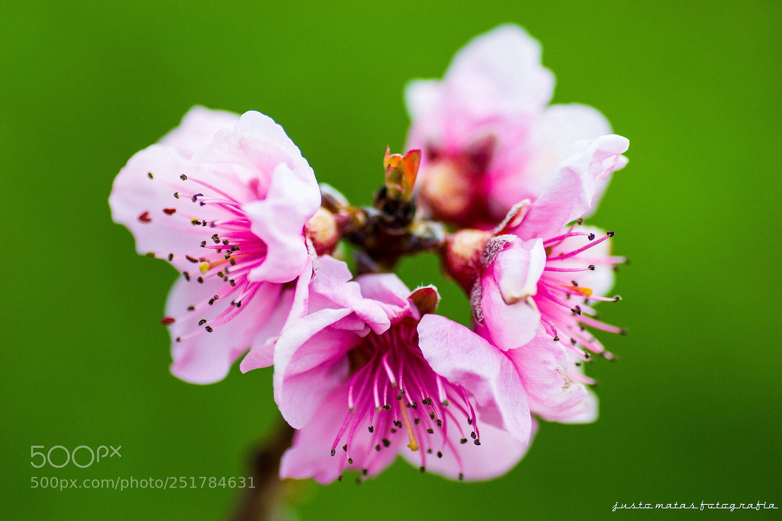 Nikon D3100 sample photo. Flor de almendro. photography