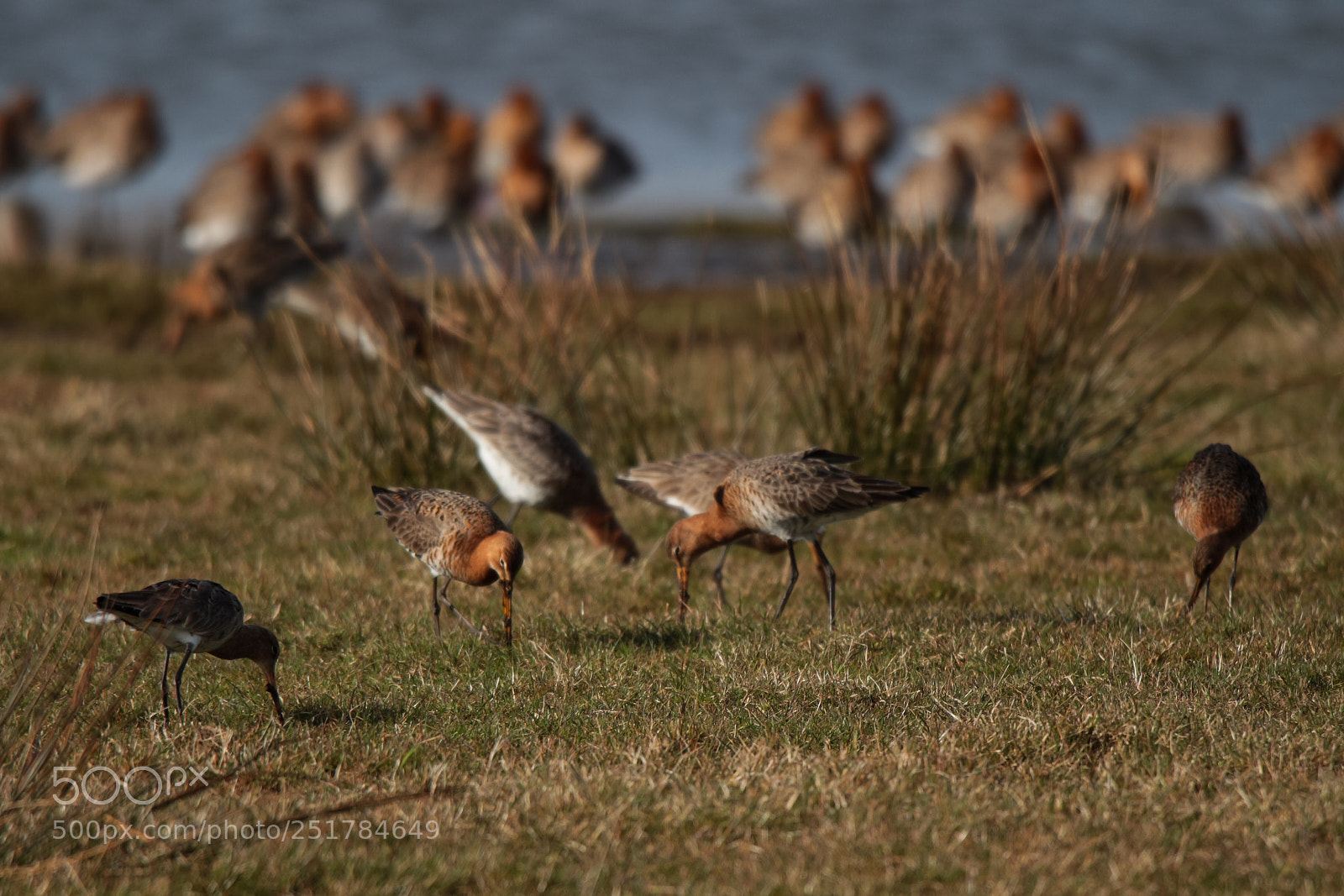 Canon EOS 650D (EOS Rebel T4i / EOS Kiss X6i) sample photo. Dutch nature photography