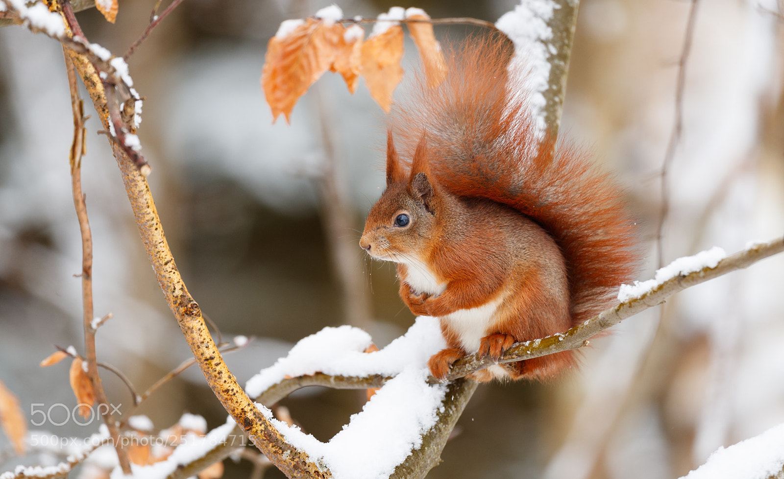 Canon EOS-1D X Mark II sample photo. Red squirrel photography