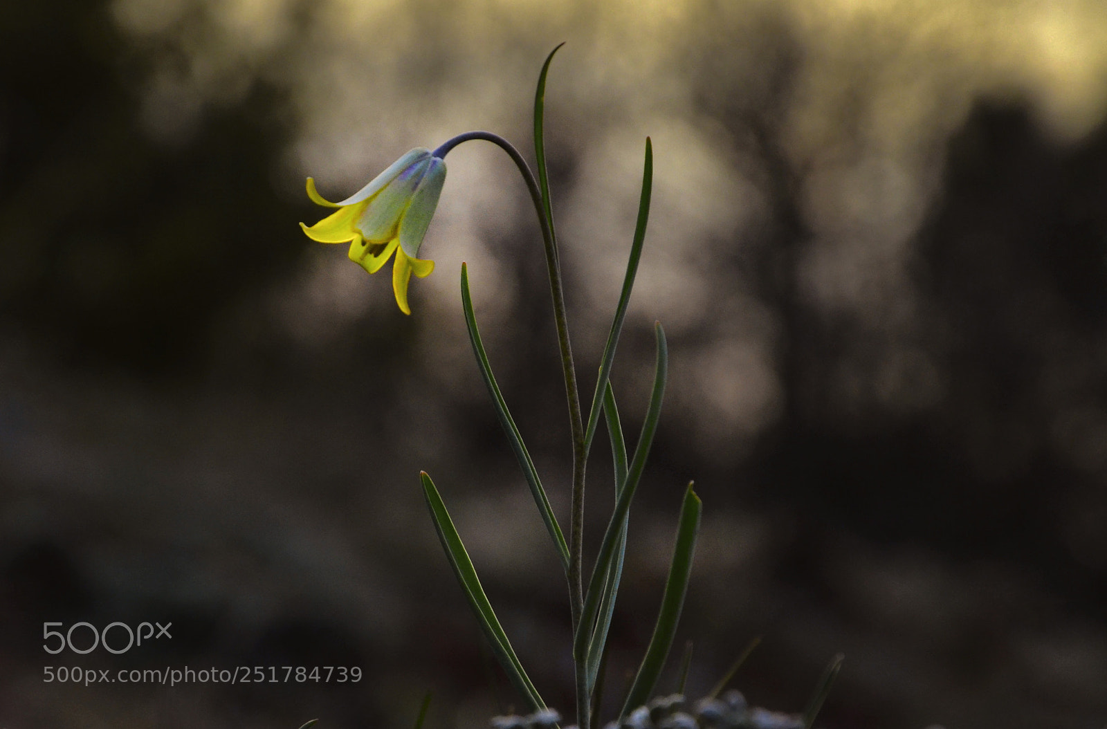Nikon D7000 sample photo. Small tulip (yellow variety) photography