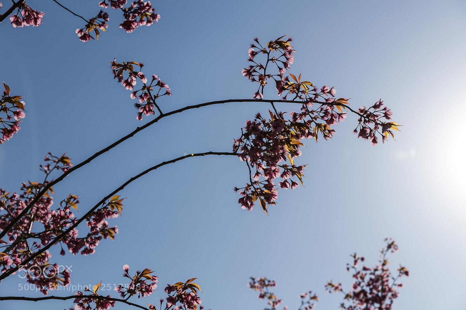 Canon EOS 5DS sample photo. It’s spring  photography