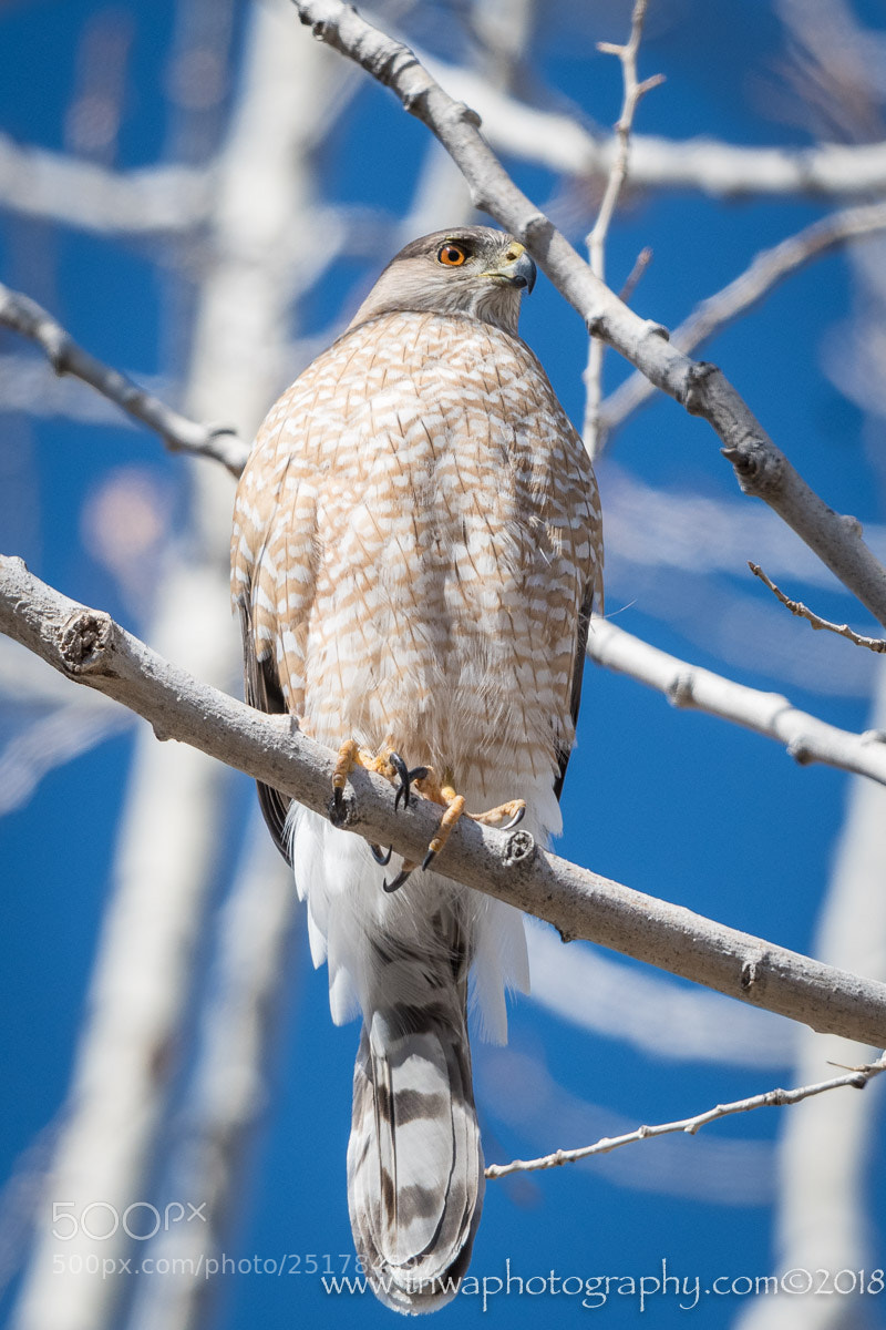 Nikon D500 sample photo. On the lookout photography