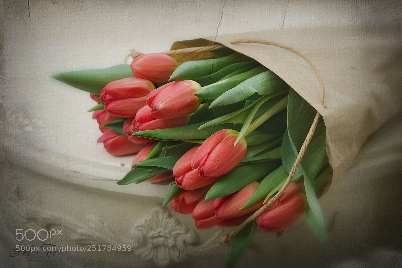 Sony a7R II sample photo. Wrapped tulips photography