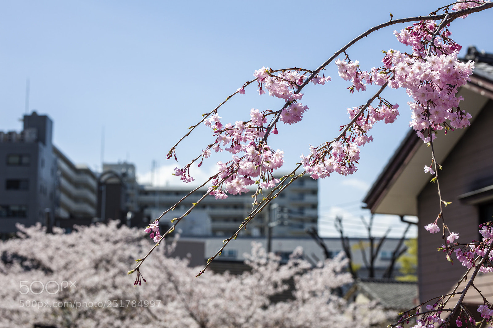 Canon EOS 5DS sample photo. Spring photography