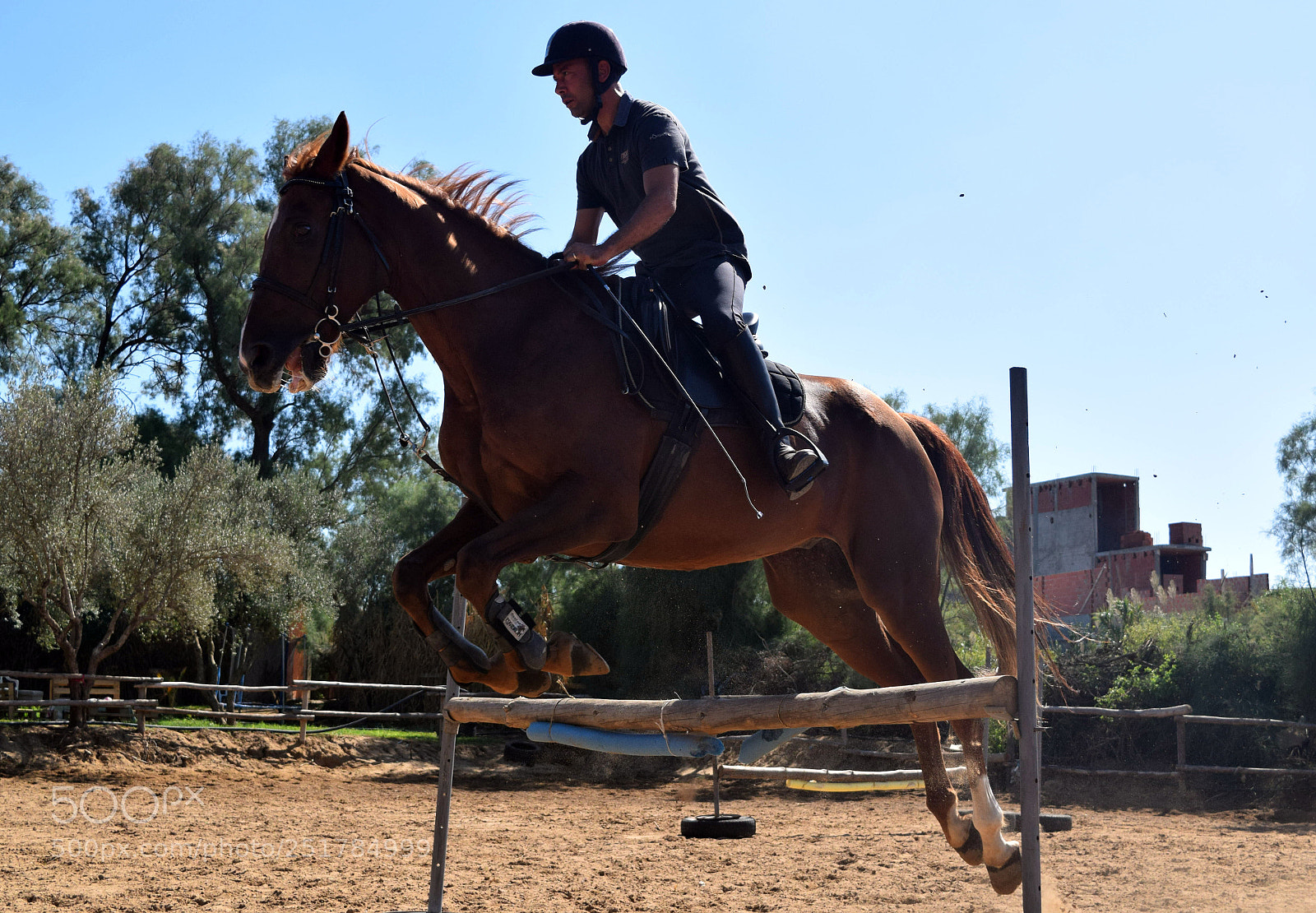 Nikon D5300 sample photo. Horse photography