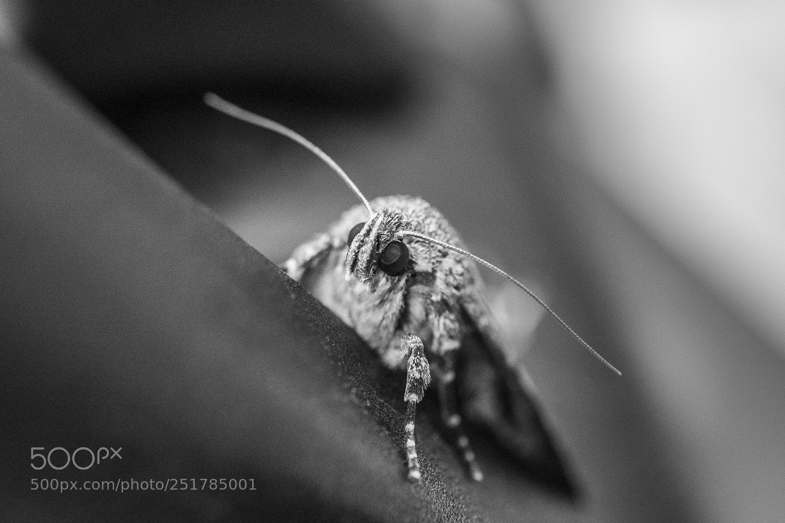 Nikon D610 sample photo. Night butterfly photography