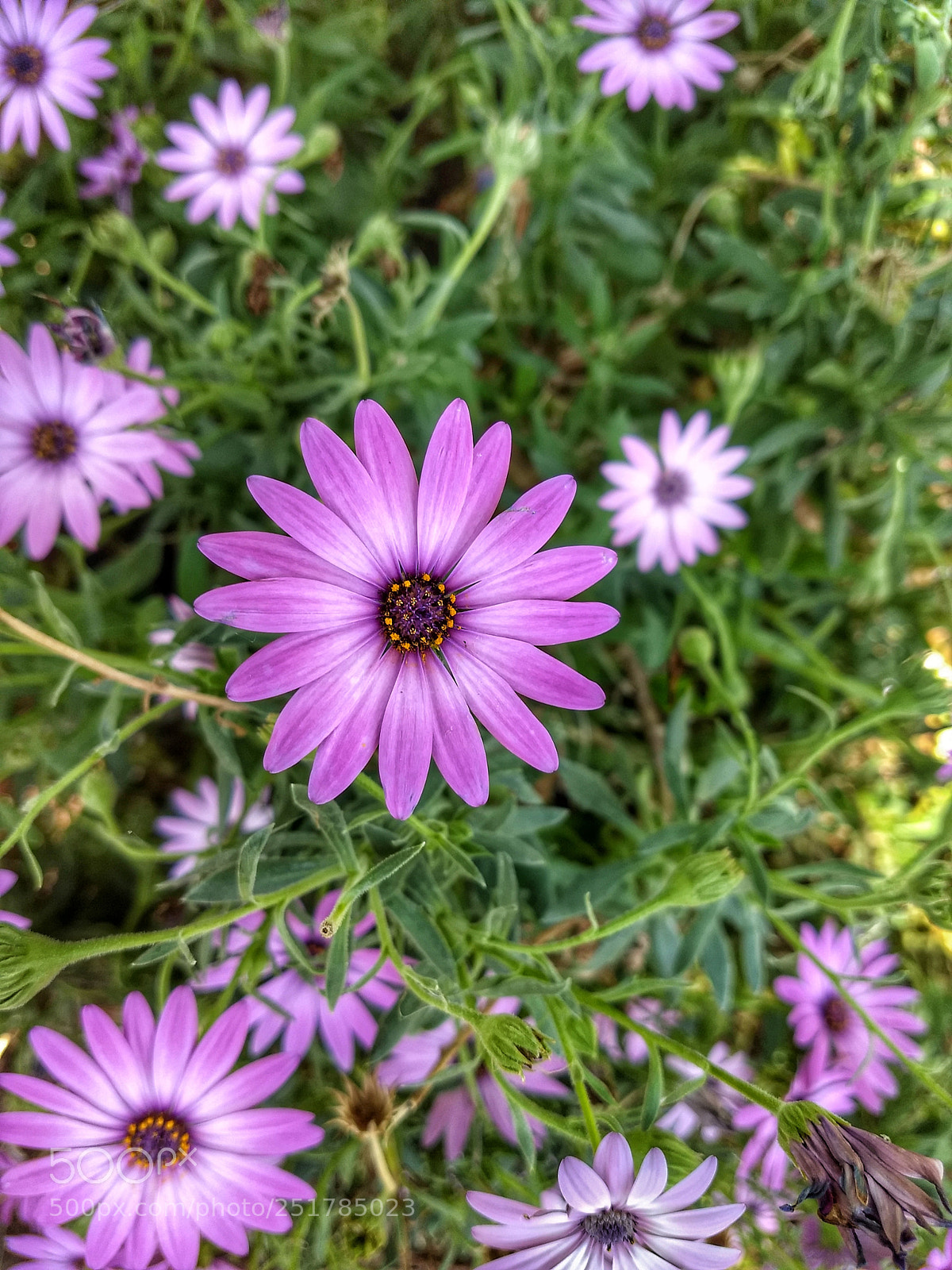 Motorola Moto Z (2) Play sample photo. Untitled photography