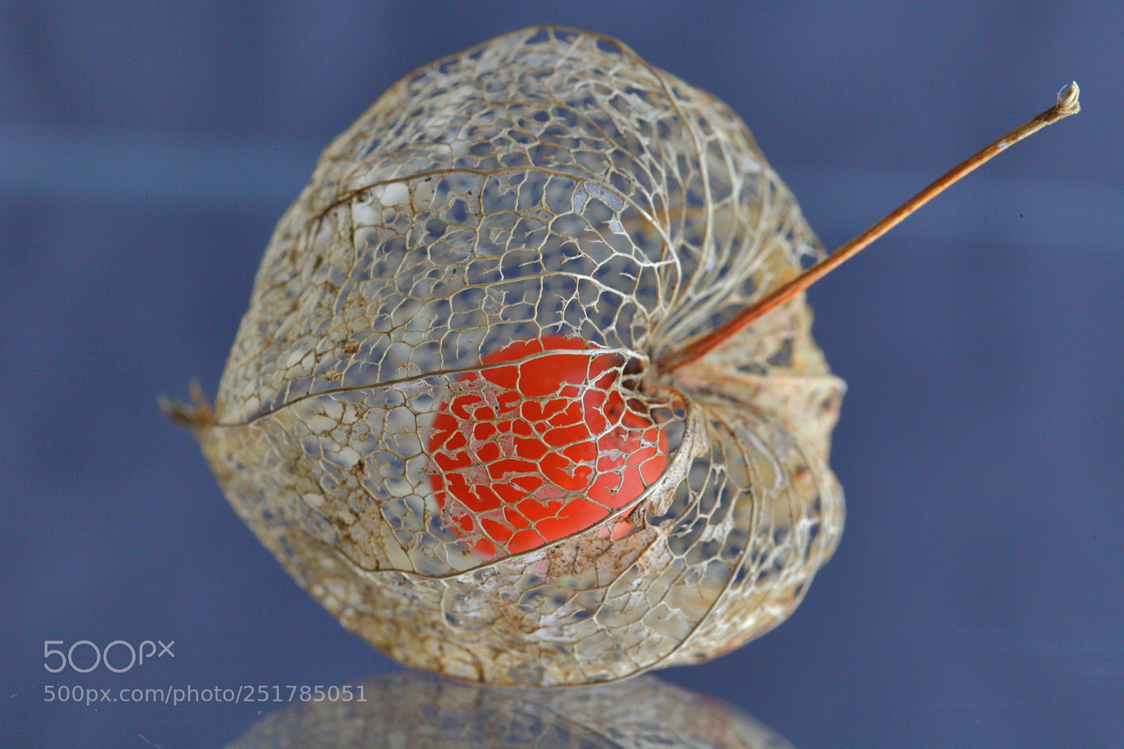 Canon EOS 5D Mark II sample photo. Physalis photography
