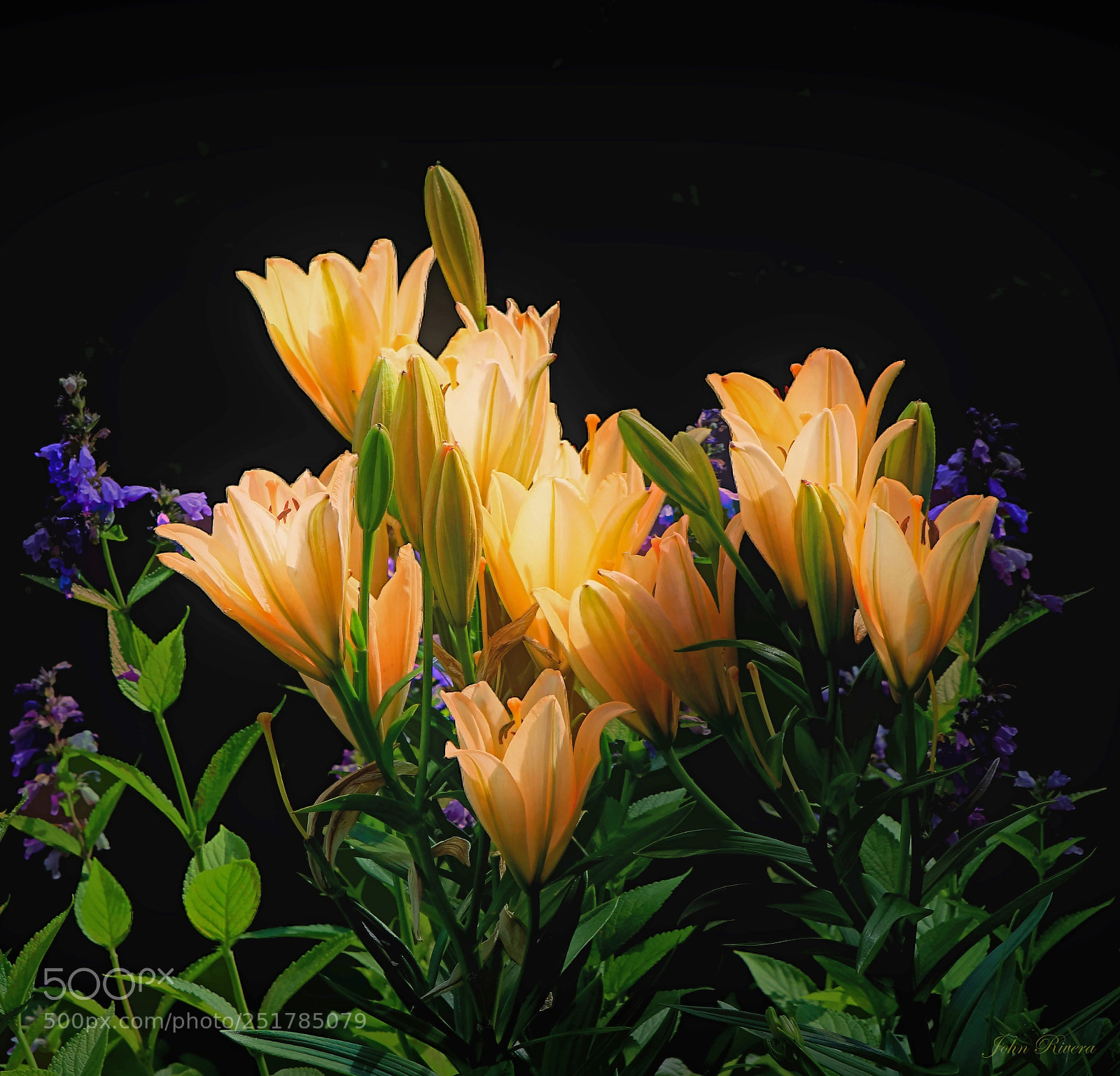 Canon EOS 760D (EOS Rebel T6s / EOS 8000D) sample photo. Yellow lilies photography