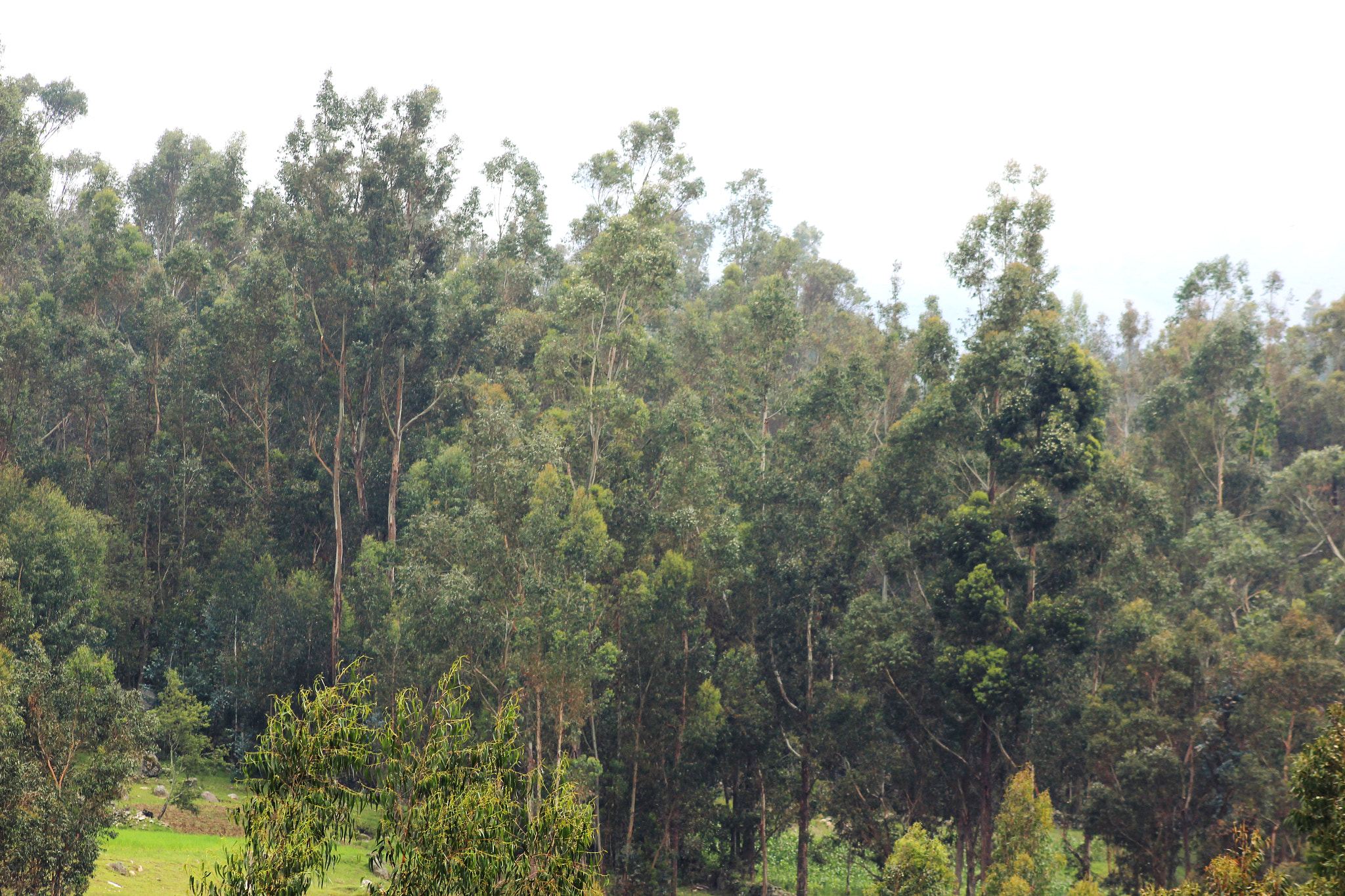 Canon EF 75-300mm f/4-5.6 sample photo. Fjgjy photography