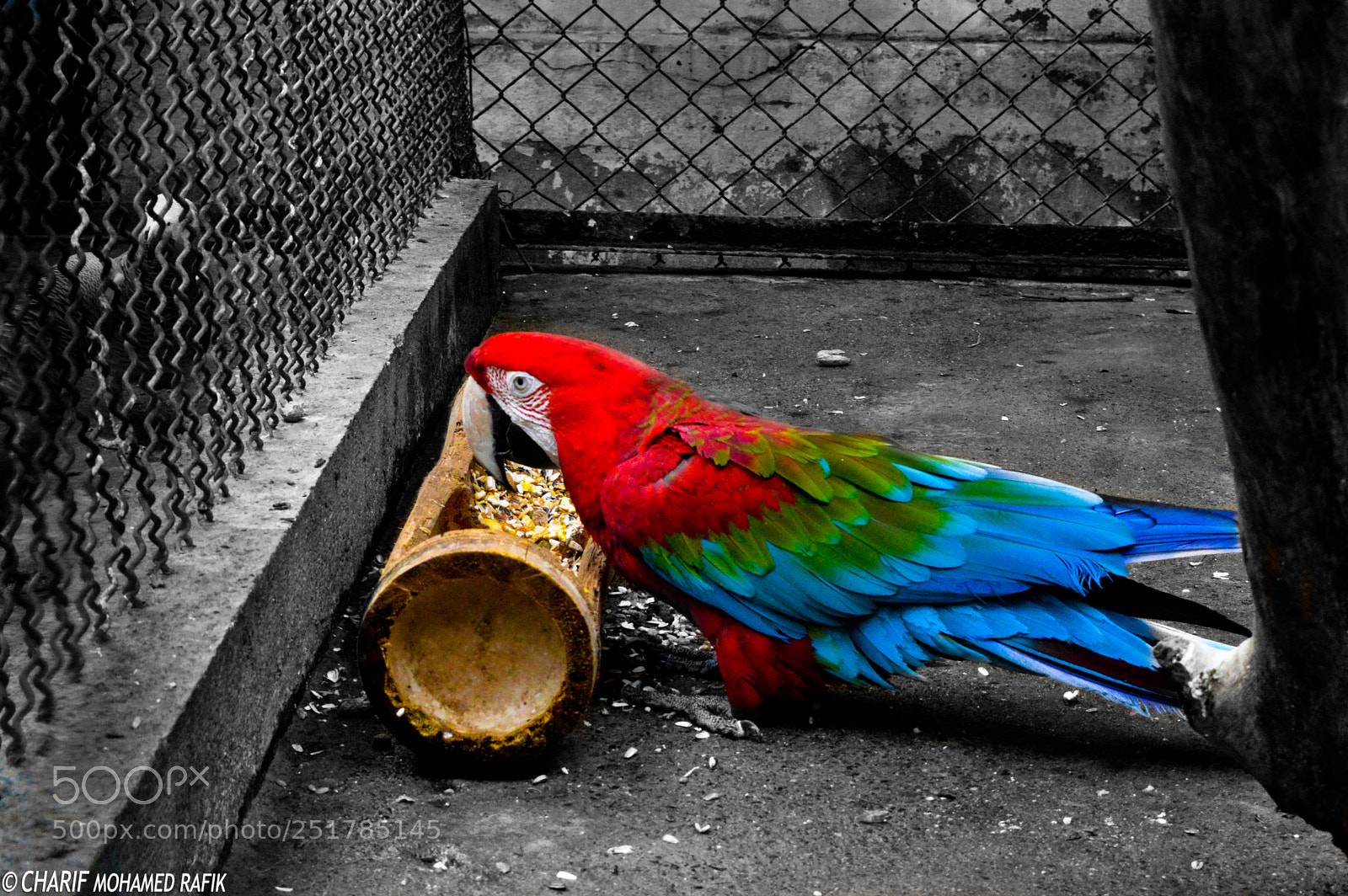 Nikon D3200 sample photo. Life is about colors photography