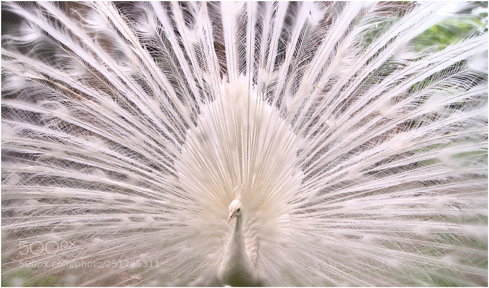 Sony Alpha DSLR-A450 sample photo. Peacock photography