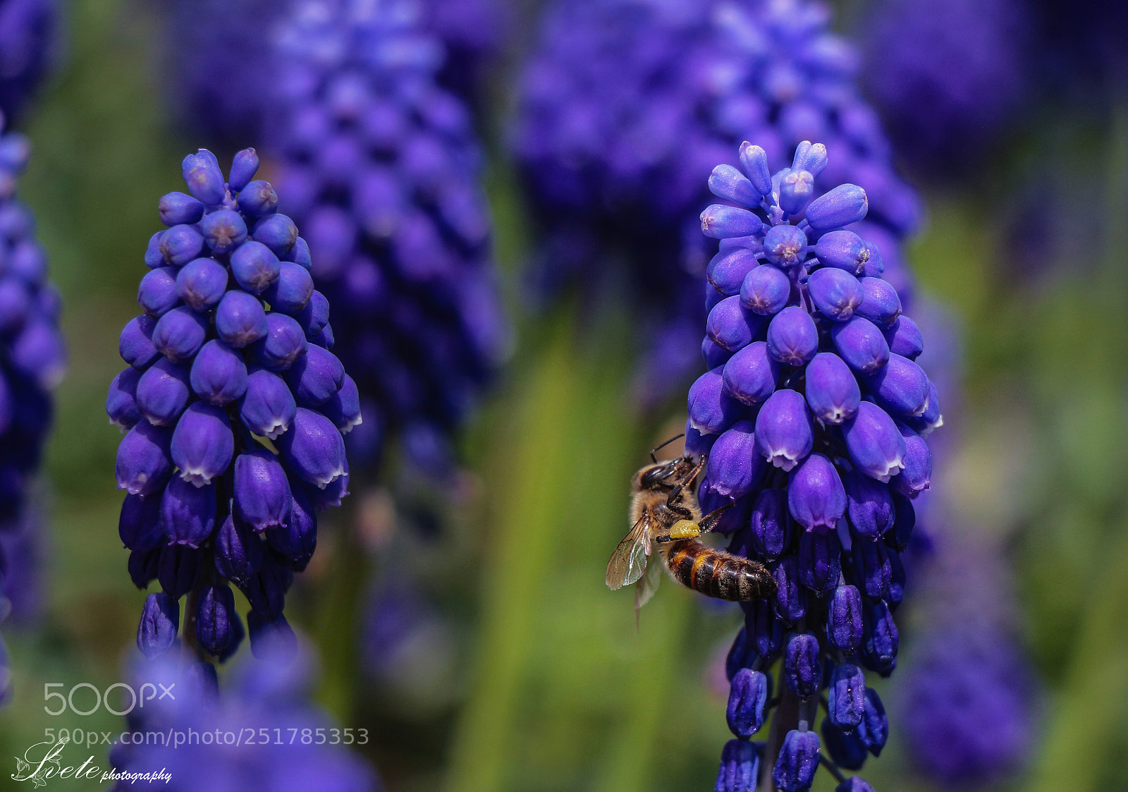 Canon EOS 700D (EOS Rebel T5i / EOS Kiss X7i) sample photo. Grape hyacinth photography