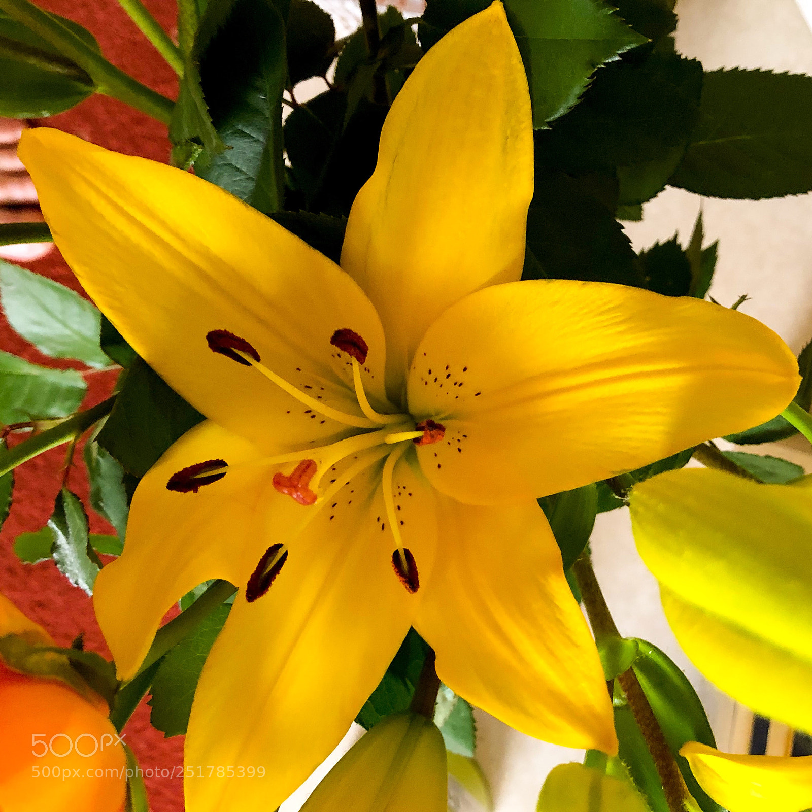Apple iPhone 8 Plus sample photo. Lily photography
