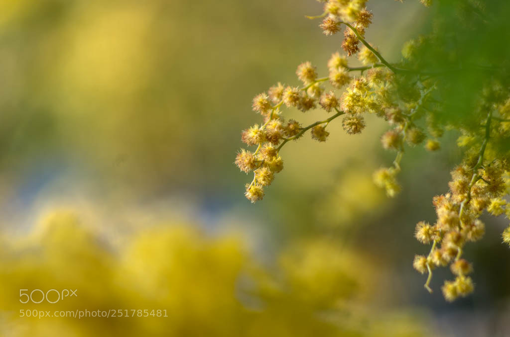 Pentax K-5 II sample photo. Couleur soleil photography