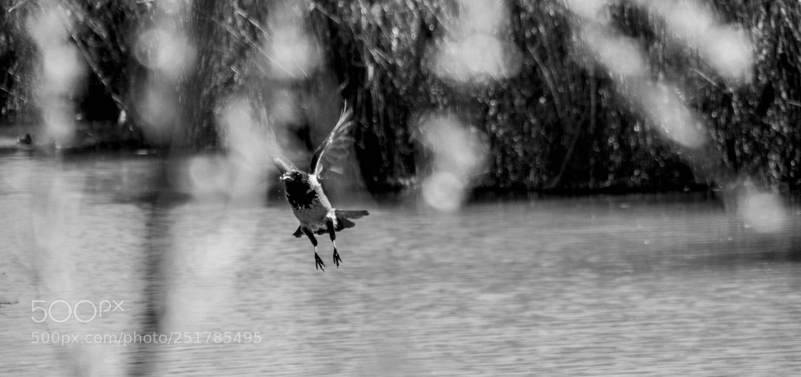 Nikon D3300 sample photo. Bird in fly photography