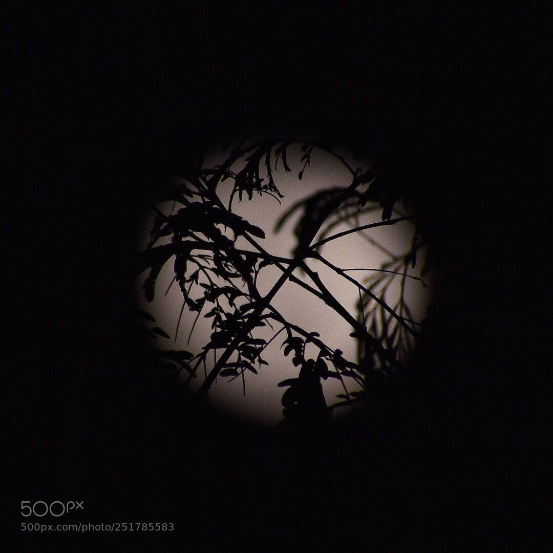 Nikon D5600 sample photo. A torch shining behind photography