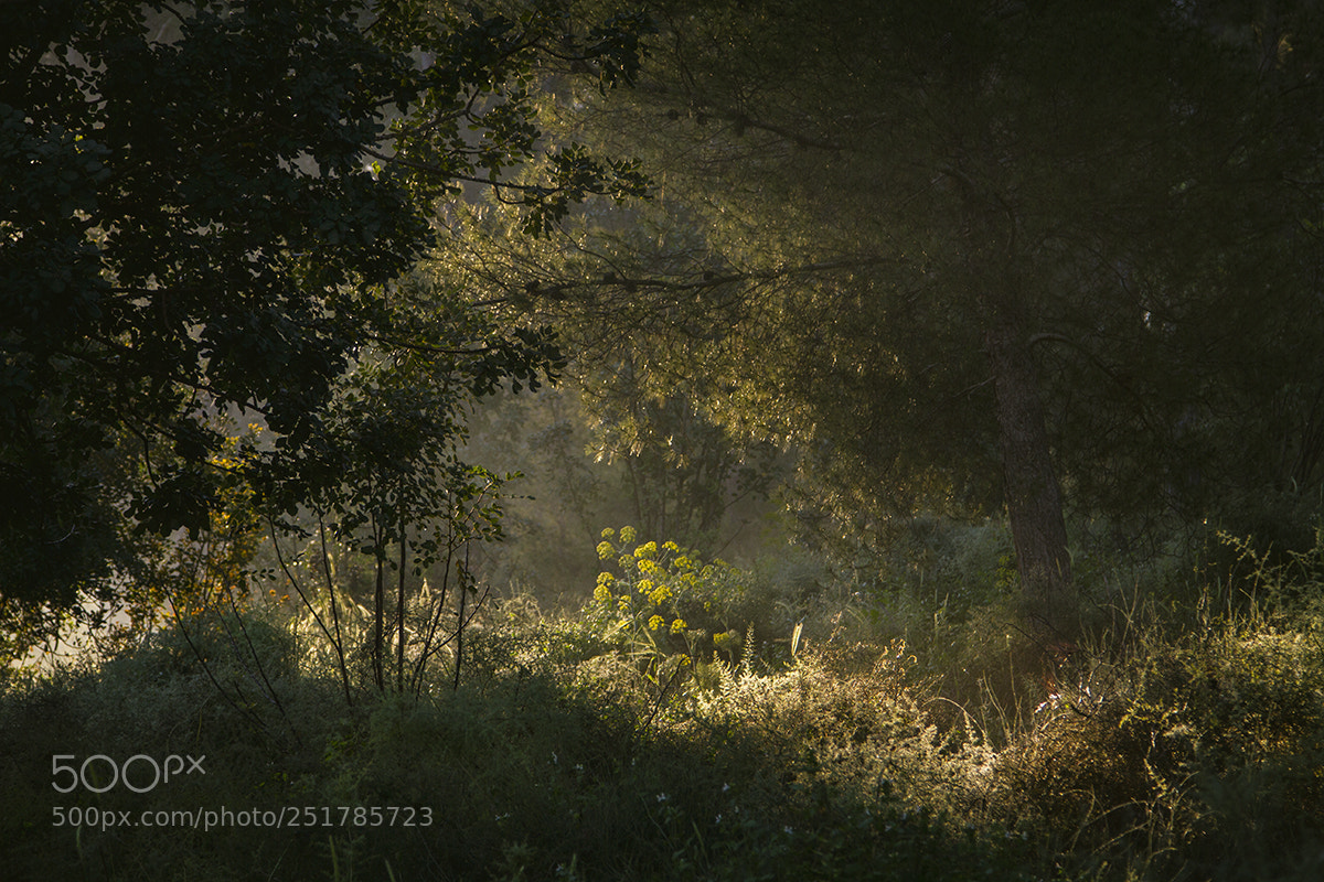 Canon EOS 7D sample photo. Untitled photography