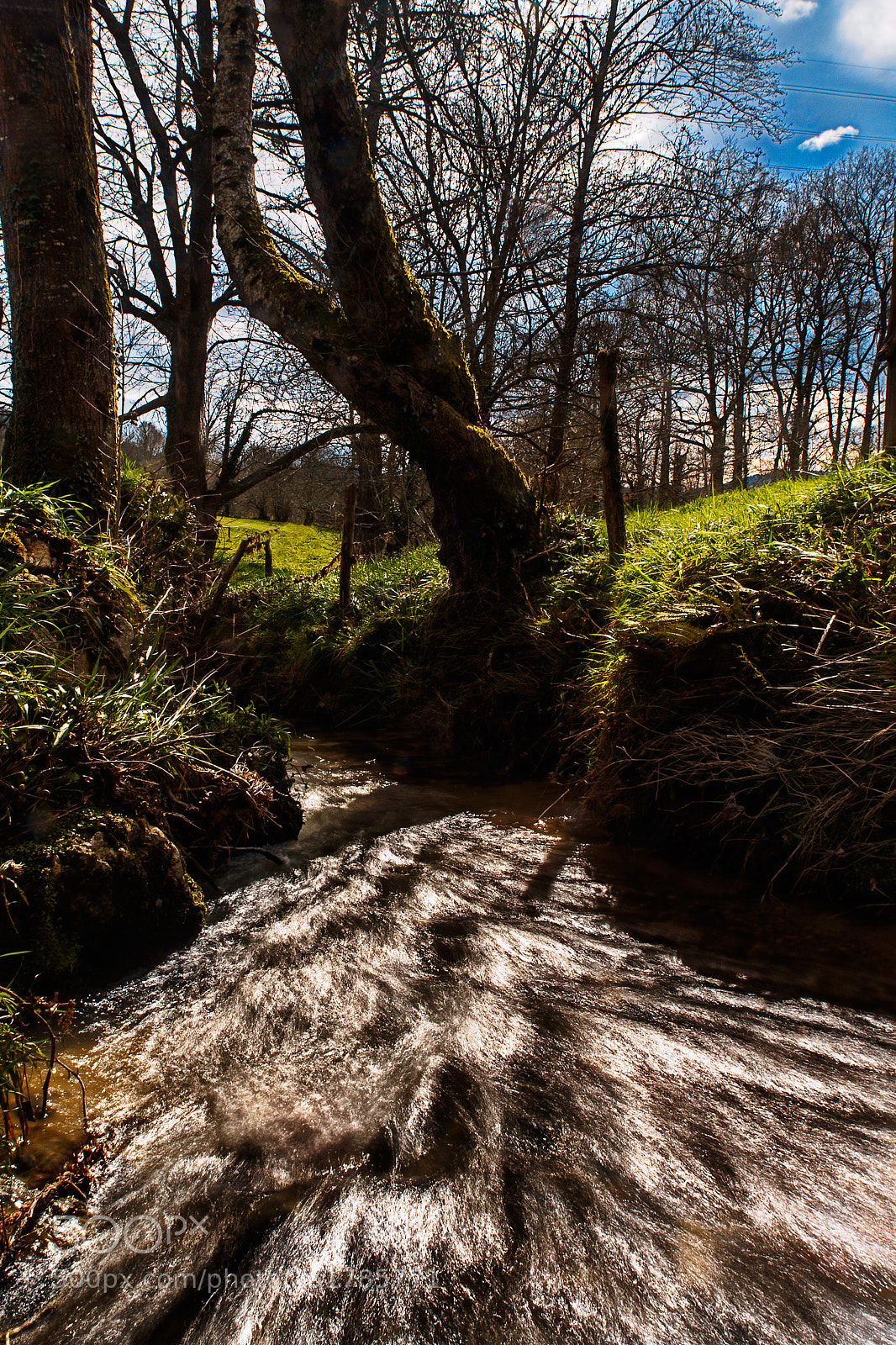 Olympus OM-D E-M5 sample photo. Stream between trees photography