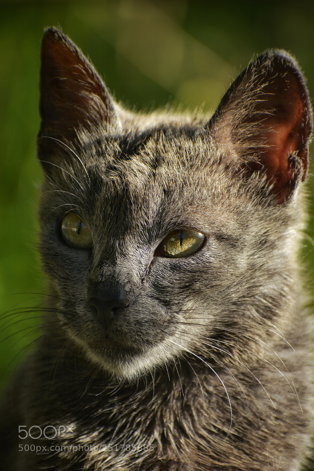Nikon D7100 sample photo. Bad feeling photography