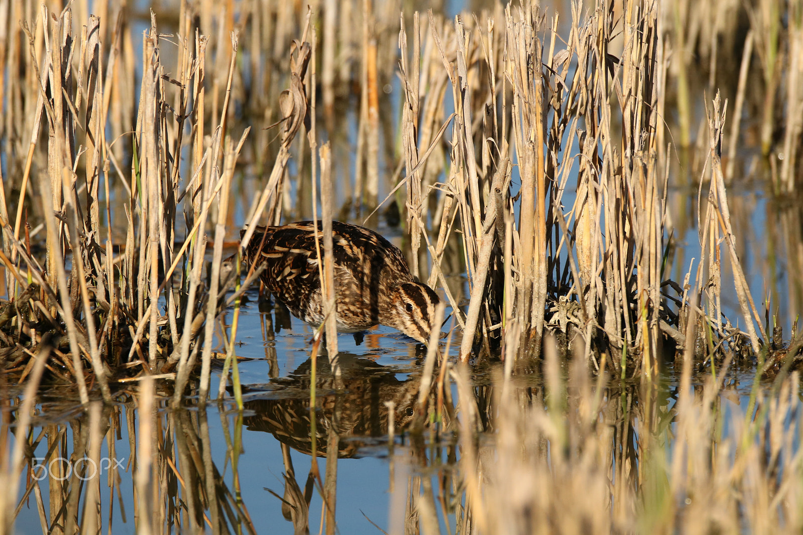 Sigma 150-600mm F5-6.3 DG OS HSM | C sample photo. Beccaccino photography